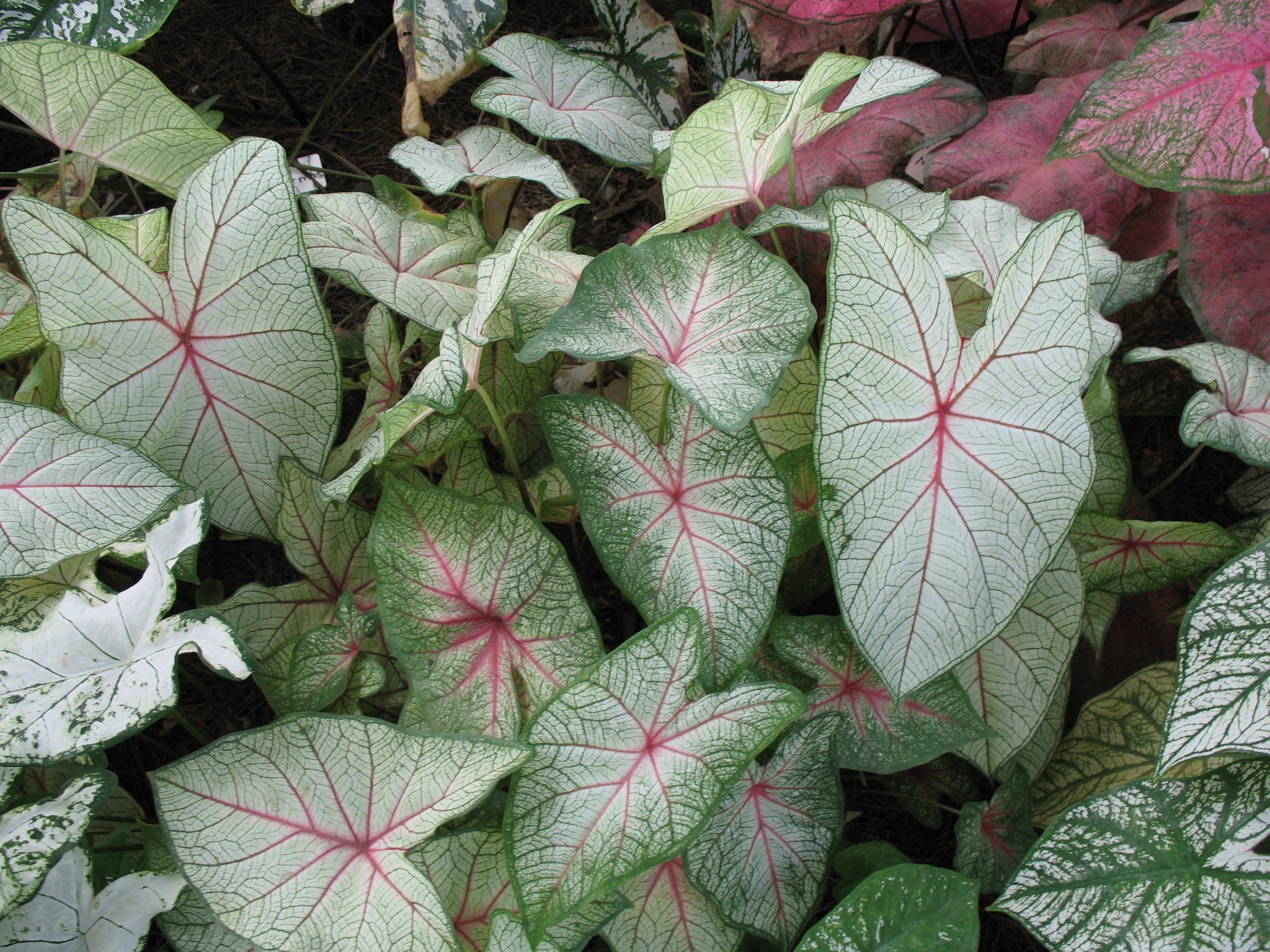 Online Plant Guide Caladium bicolor 'Florida Moonlight' / Florida